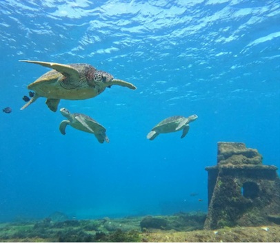 Mergulho de Cilindro no Porto em Fernando de Noronha